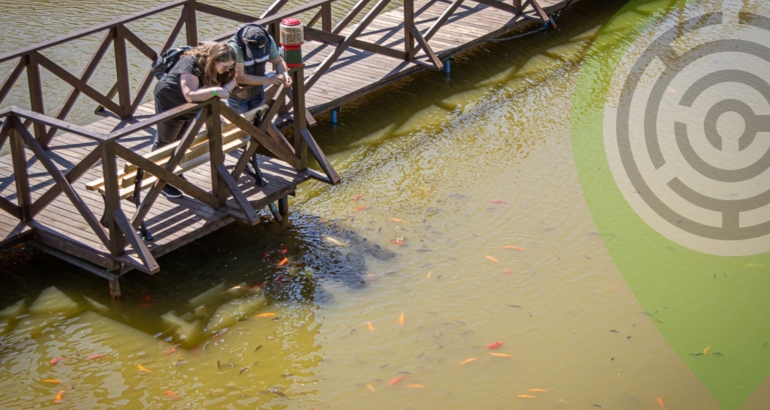 Fish feeding area