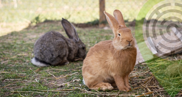 Bunny Meadow